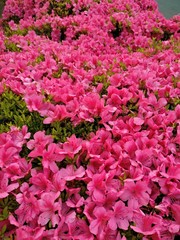 Full-blown azalea