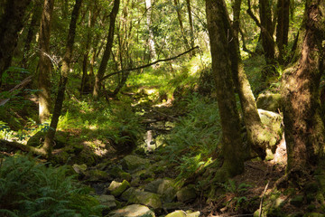 small creek in forest