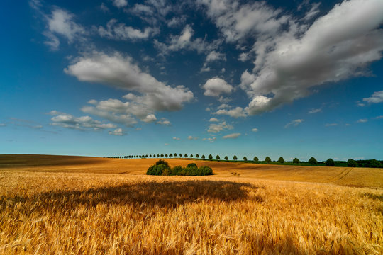 Field of ripening grain, Germany around Pasewalk
