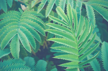 Green fern leaves