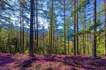 Blooming of Heather/Erica 