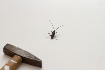 Beetle and a hammer on a white background