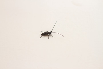 Beetle with big mustache on a white background