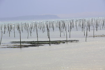 Oyster Farming 2