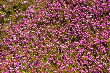 Naklejka premium Blooming of Heather/Erica 
