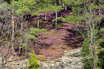Blooming of Heather/Erica 