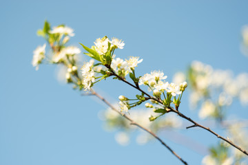White cherry flowers in spring. Floral background in front of blue sky close up