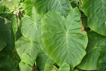 green leaves of a tree