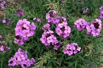 A beautiful garden full of Erysimum