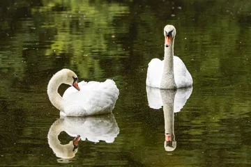 Gardinen Schwan Schwan  © Peter