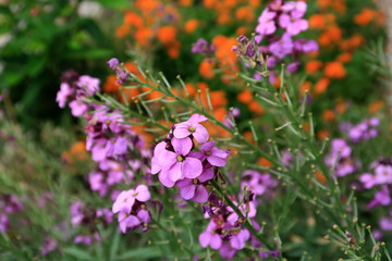A garden full of Erysimum Bowles Mauve