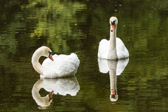 Schwan