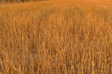 Champ de blé dans la lumière du soleil couchant.