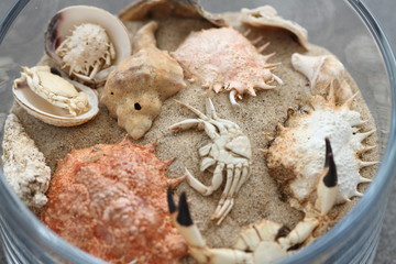 Am Sandstrand liegen verschiedene Meerestiere