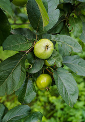 Fototapeta premium Green apples ripen on the branches of an apple tree.