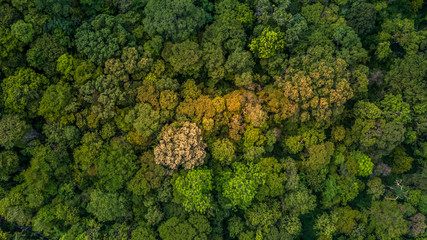Background of forest, Aerial top view background forest, Texture of forest.