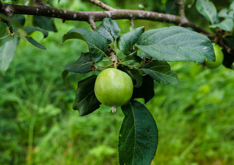 Green apples ripen on the branches of an apple tree.