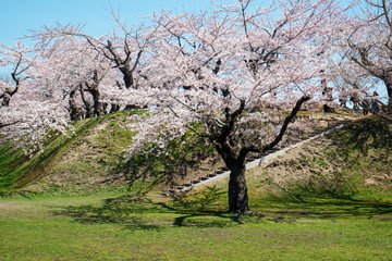 五稜郭の桜