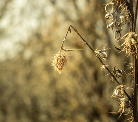 Wheat plant closeup