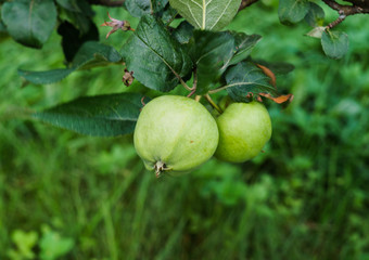 Green apples ripen on the branches of an apple tree.