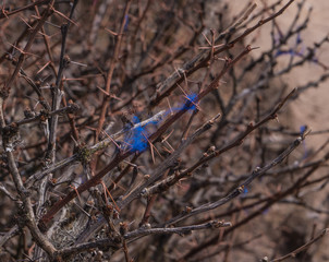 wild plant closeup west bengal