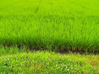 梅雨の郊外の青田風景