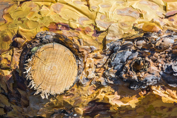 The cut knot from pine tree.