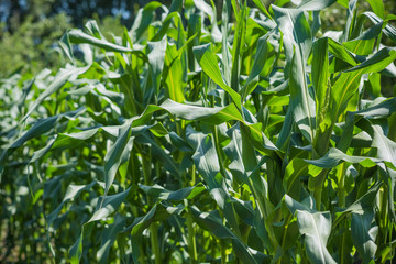 Young green corn in garden at farm 