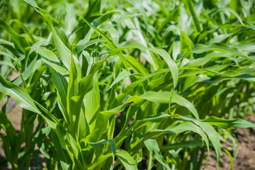 Young green corn in garden at farm 