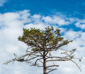 himalayan green tree