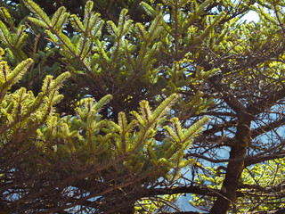 himalayan green tree closeup
