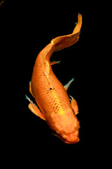 colorful koi carps surfaces in a feeding frenzy