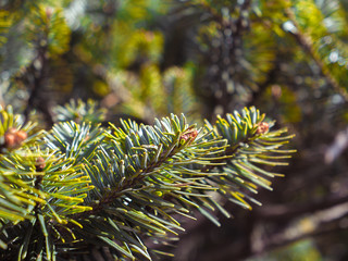 himalayan green tree closeup
