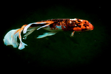 colorful koi carps surfaces in a feeding frenzy