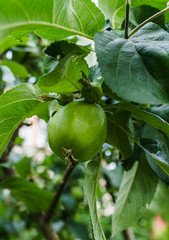 Green apples ripen on the branches of an apple tree.