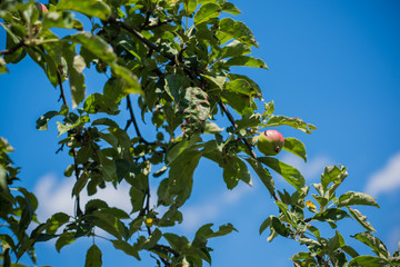 Apple disease, problems with fruit trees