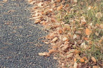 Birch yellow leaves fallen from tree lie on asphalt road on an autumn day.