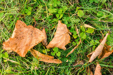 Autumn dry leaves of fallen trees lie on green grass.