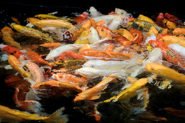 Obraz na płótnie Canvas colorful koi carps surfaces in a feeding frenzy