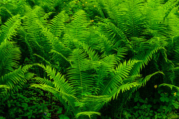Green fern plants in the forest on spring