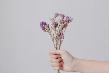 Woman hand holding dry flowers.