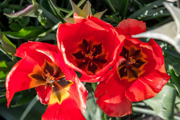 Les tulipes hollande du jardin de Keukenhof