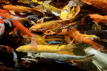 colorful koi carps surfaces in a feeding frenzy