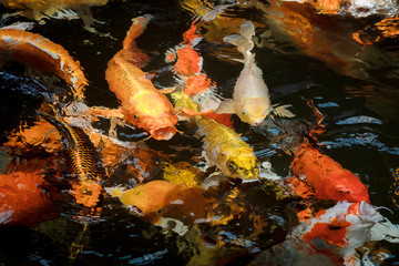 colorful koi carps surfaces in a feeding frenzy