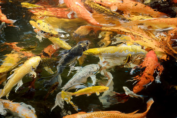 colorful koi carps surfaces in a feeding frenzy