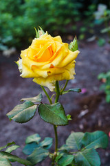 Beautiful yellow flowers of spray roses with a garden in the village. Summer landscape.