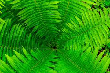 Background of the green fern. Top view. Natural pattern