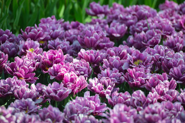 Les tulipes hollande du jardin de Keukenhof