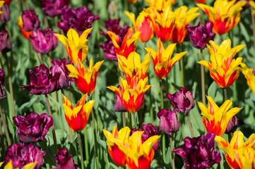 Les tulipes hollande du jardin de Keukenhof