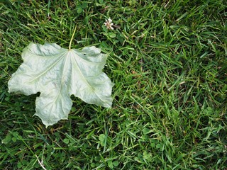green leaf on grass